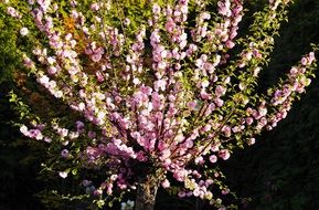 Ornamental Shrub