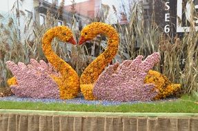 swans as garden sculptures of chrysanthemums