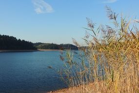 tall grass near a lake near town of celles-sur-plaine