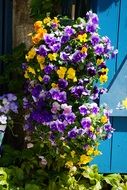 colorful violets in front of open shutters close-up