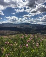 mountain with flowers under a blue sky with clouds, arizona