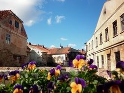 blooming violets on the background of abandoned buildings