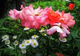 Beautiful colorful garden near the cottage