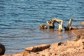 Lake Driftwood