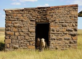 flock of sheeps in a stone building