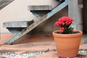 clay plant pot