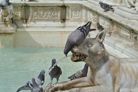 pigeons on the figure of the fountain in Italy