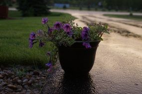 pot with flowers on the evening street