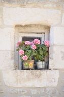 blooming flowers in a pot on the window