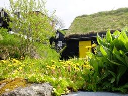 house with grass on a roof among picturesque nature