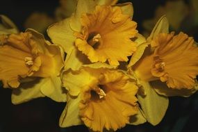 bright yellow flowers in the dark close up