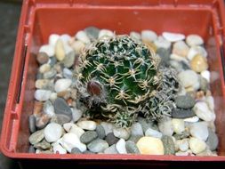 Cactus and stones