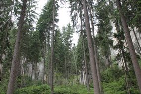 forest in the Adršpach-Teplice rocks