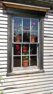 geranium in a clay pot on the window
