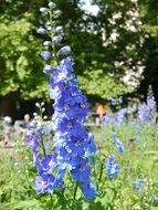 blue garden flower