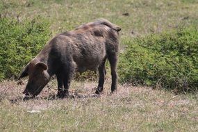 big black pig in the pasture on a sunny day