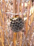 perfect architecture of a wasp nest