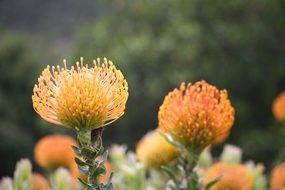 Fynbos flower of South Africa