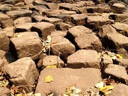 dry leaves on a stone road