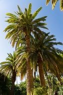 beautiful palm trees, spain, canary islands, Santa Cruz de Tenerife