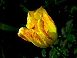 yellow tulip Flower outdoor