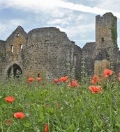 blooming poppies on green meadow at old castle ruins, france, Sarlat