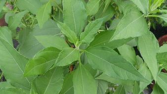 green leaves of galanga plant