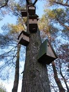 Birdhouse on the Tree