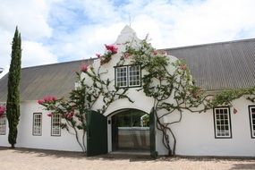 flowers on a winery building wall in South Africa