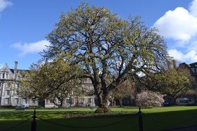 big tree in dublin