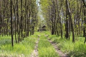 forest path among the trees