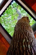 Tree in Windows