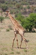 giraffe walking,Pilanesberg National Park