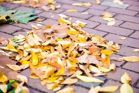 autumn yellow leaves on the pavement