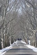 tree lines near the road in winter