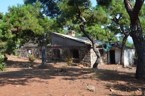 home among the forest trees