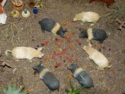 mini figures of pigs demonstrating mediterranean lifestyle