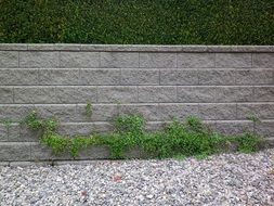 green Climbing Plant on grey stone wall