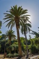 Santa Cruz palms Tenerife