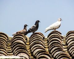pigeons on the roof of an old house