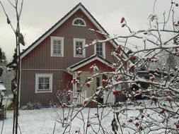 rose hip shrub in front of house at winter