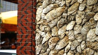 Clam Shell House