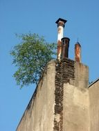 tree on the roof