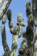 Cactus on Curacao