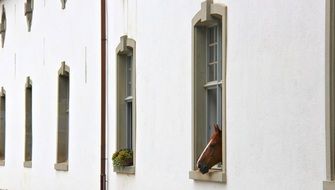 Horse in the home in Switzerland