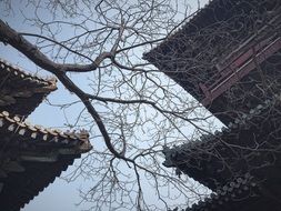 bare tree branch at sky between roofs of traditional oriental buildings