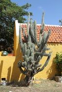 green huge cactus in the yard