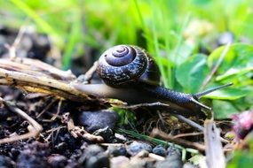 macro photo of living snail in nature