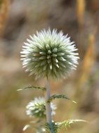 dry plant in thorns
