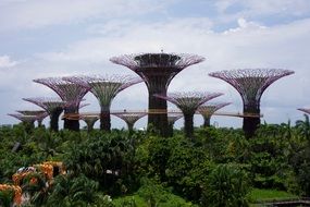 trees in a botanical garden in singapore